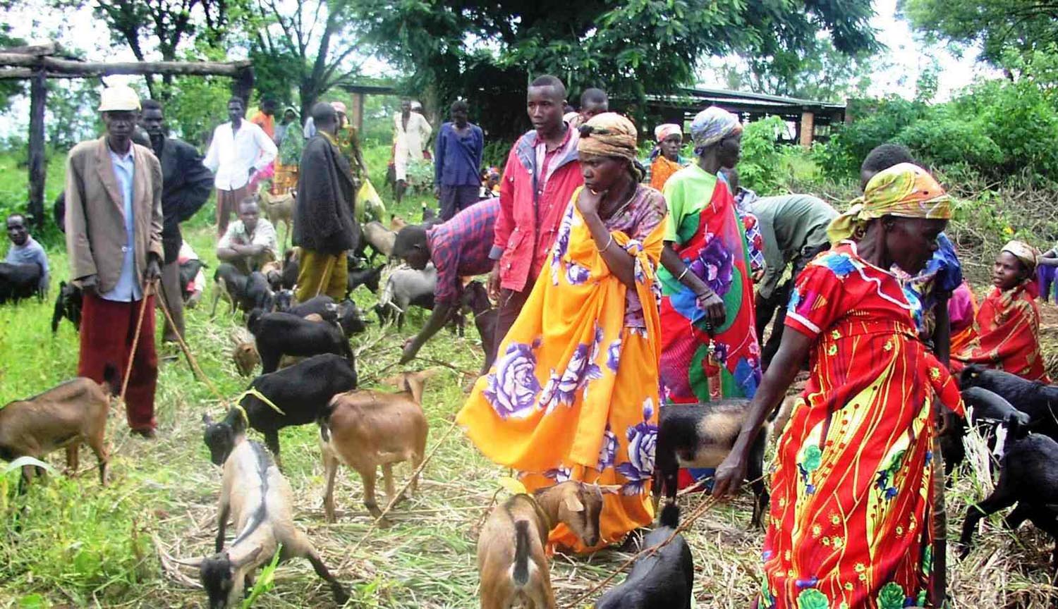Karuzi_Burundi_goats